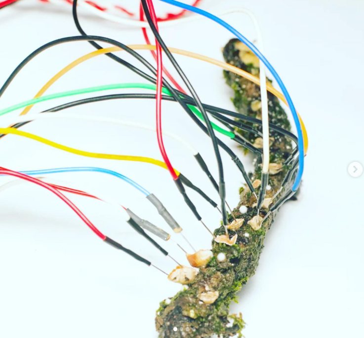 Coloured electrode wires inserted into a living strand of mycelium